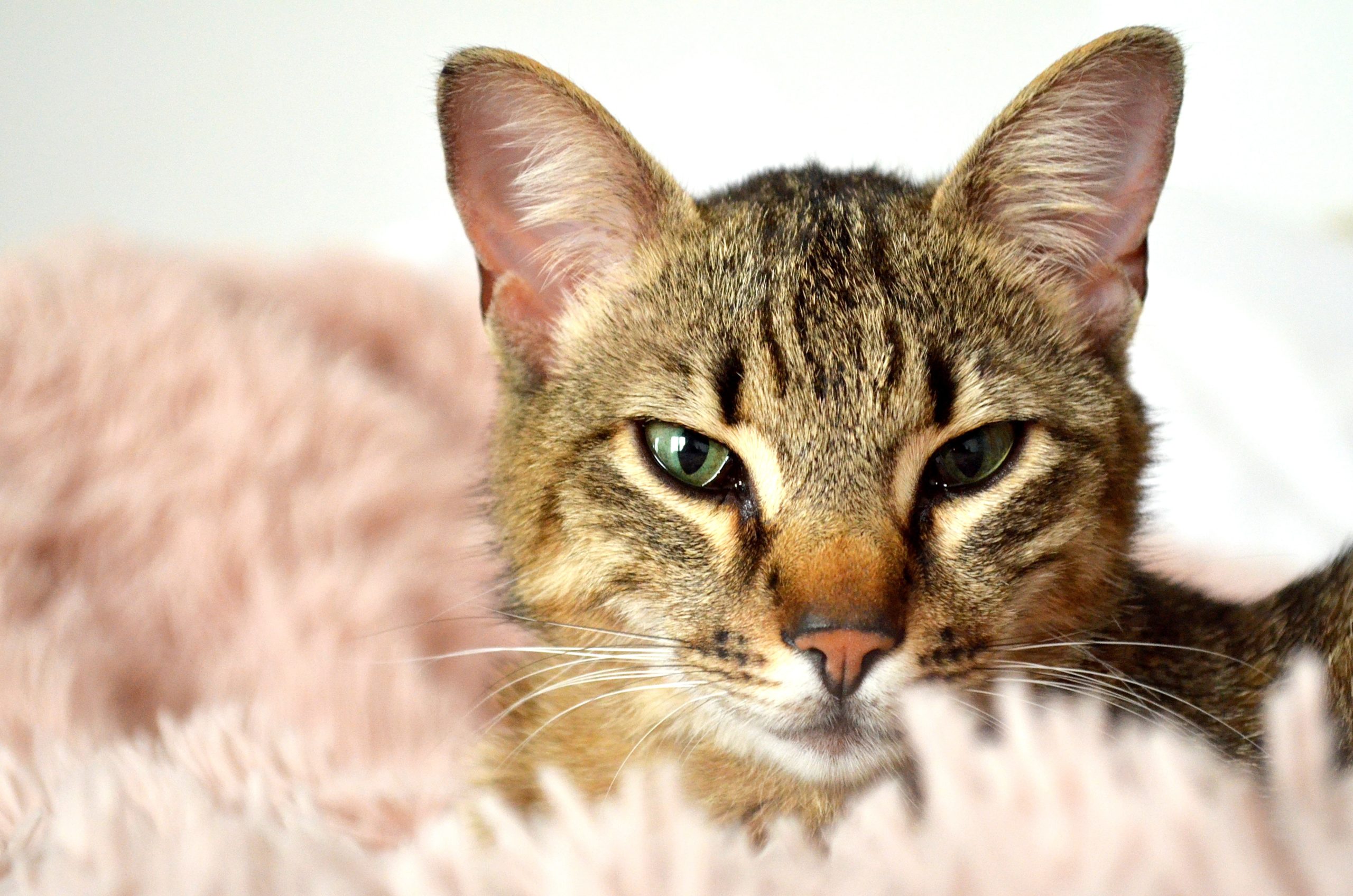 Pet Gallery Dartmouth, Nova Scotia Metro Animal Emergency Clinic