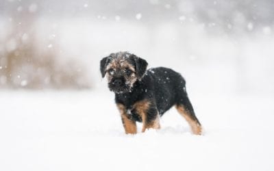 Winter Holiday Dangers for Pets