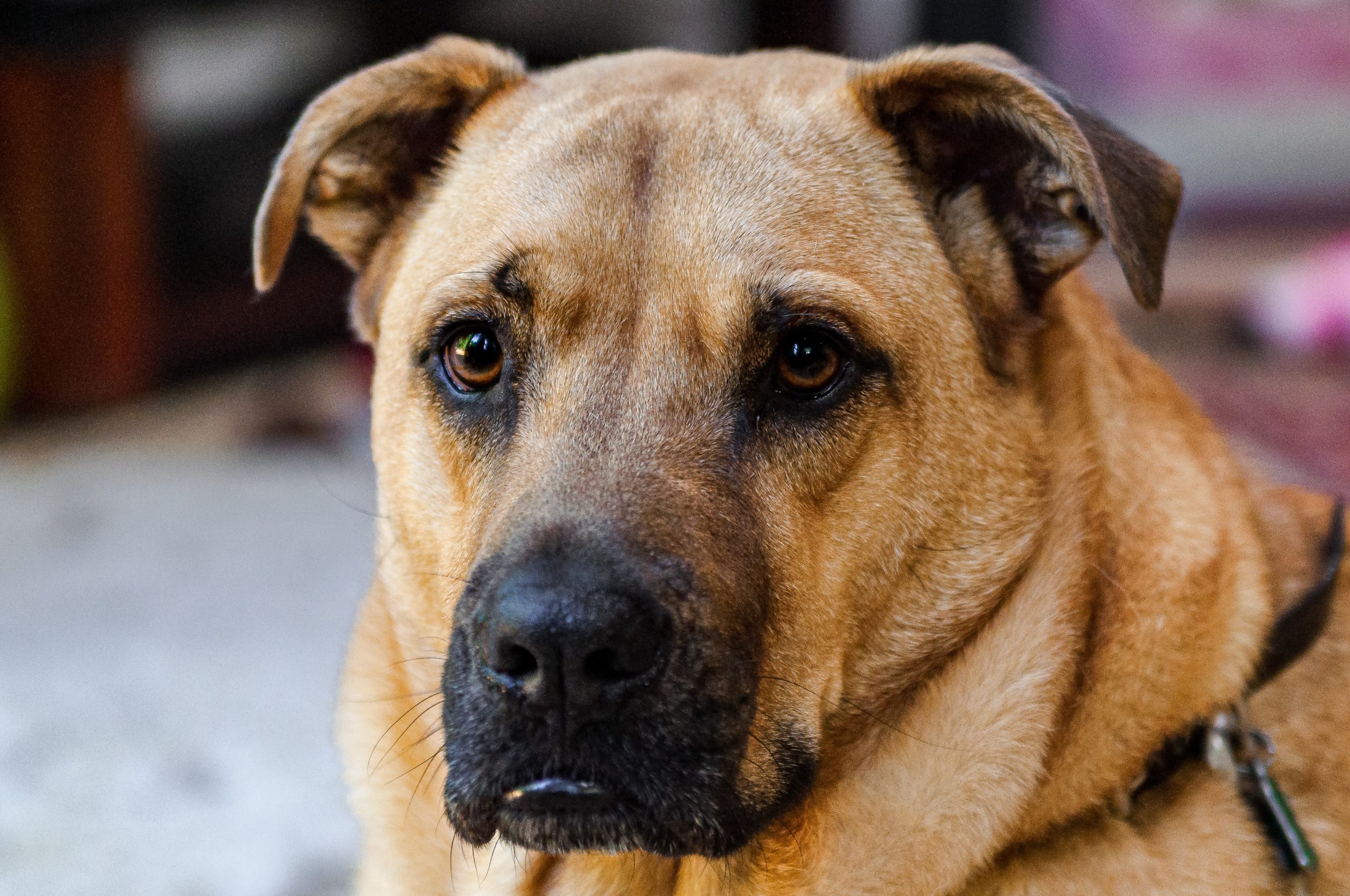 Pet Surgery in Dartmouth Metro Animal Emergency Clinic