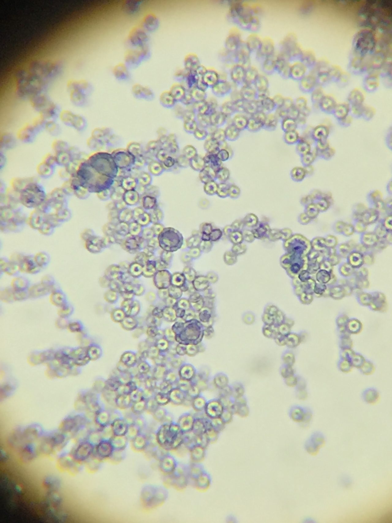 Pet Diagnostic Laboratory Dartmouth, NS Metro Animal Emergency Clinic