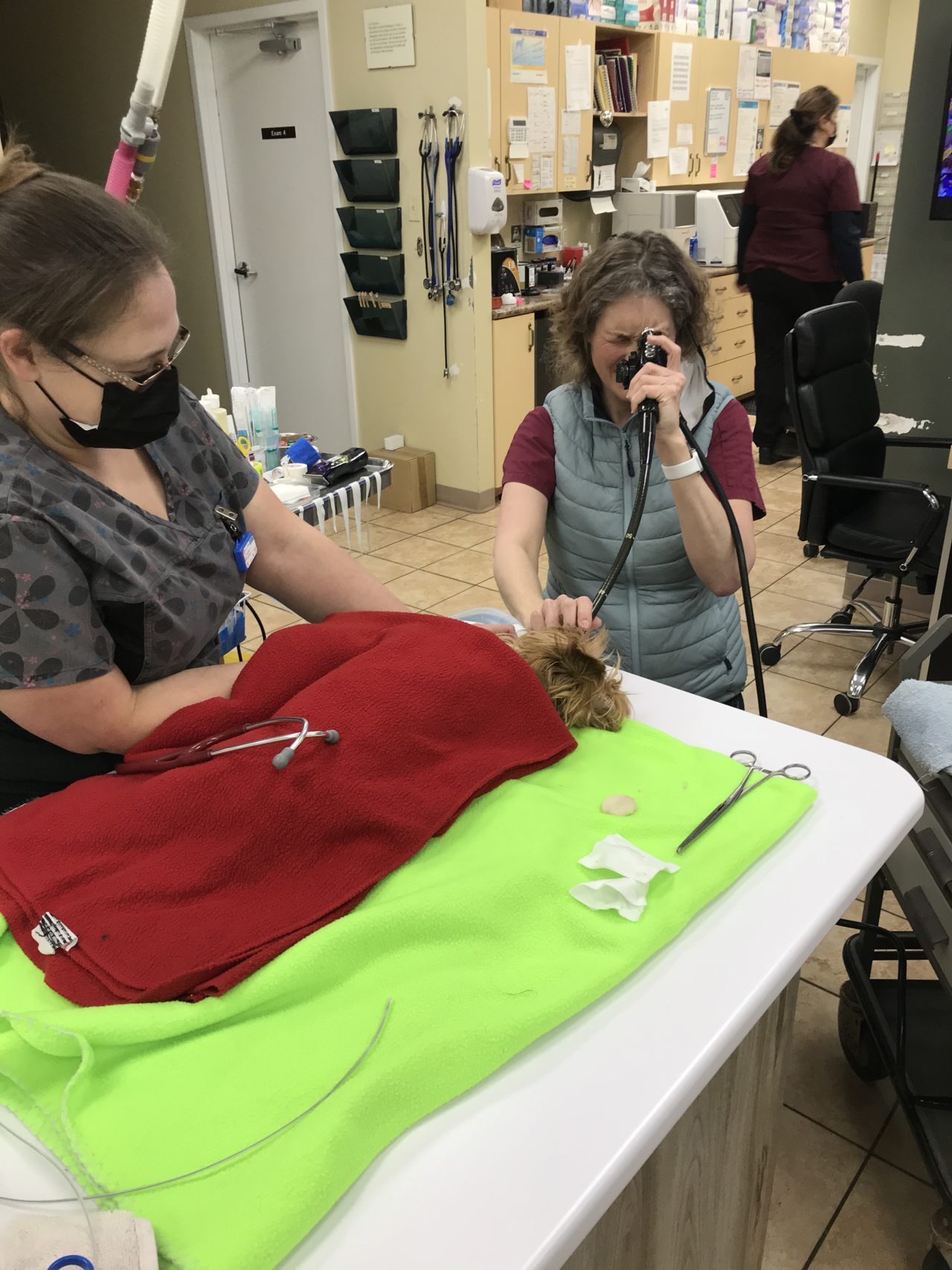 Pet Critical Care Dartmouth, Nova Scotia Metro Animal Emergency Clinic