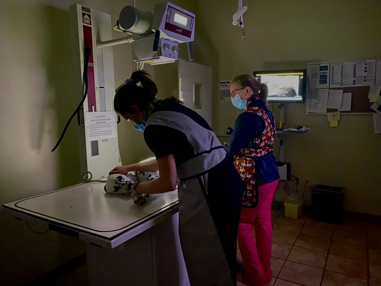 Pet Digital Radiology Dartmouth Metro Animal Emergency Clinic