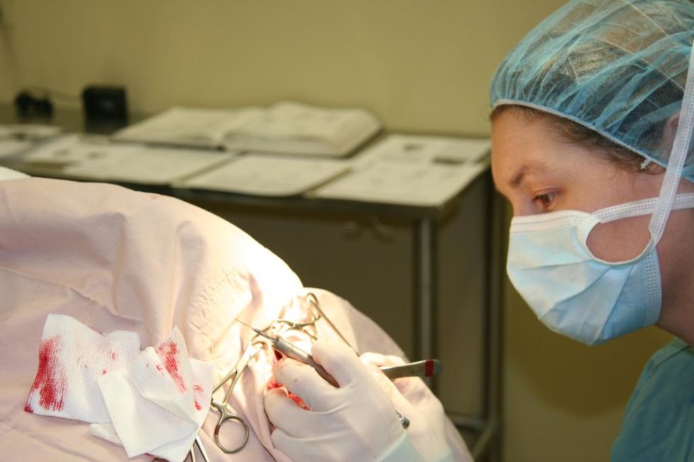 Pet Surgery in Dartmouth Metro Animal Emergency Clinic