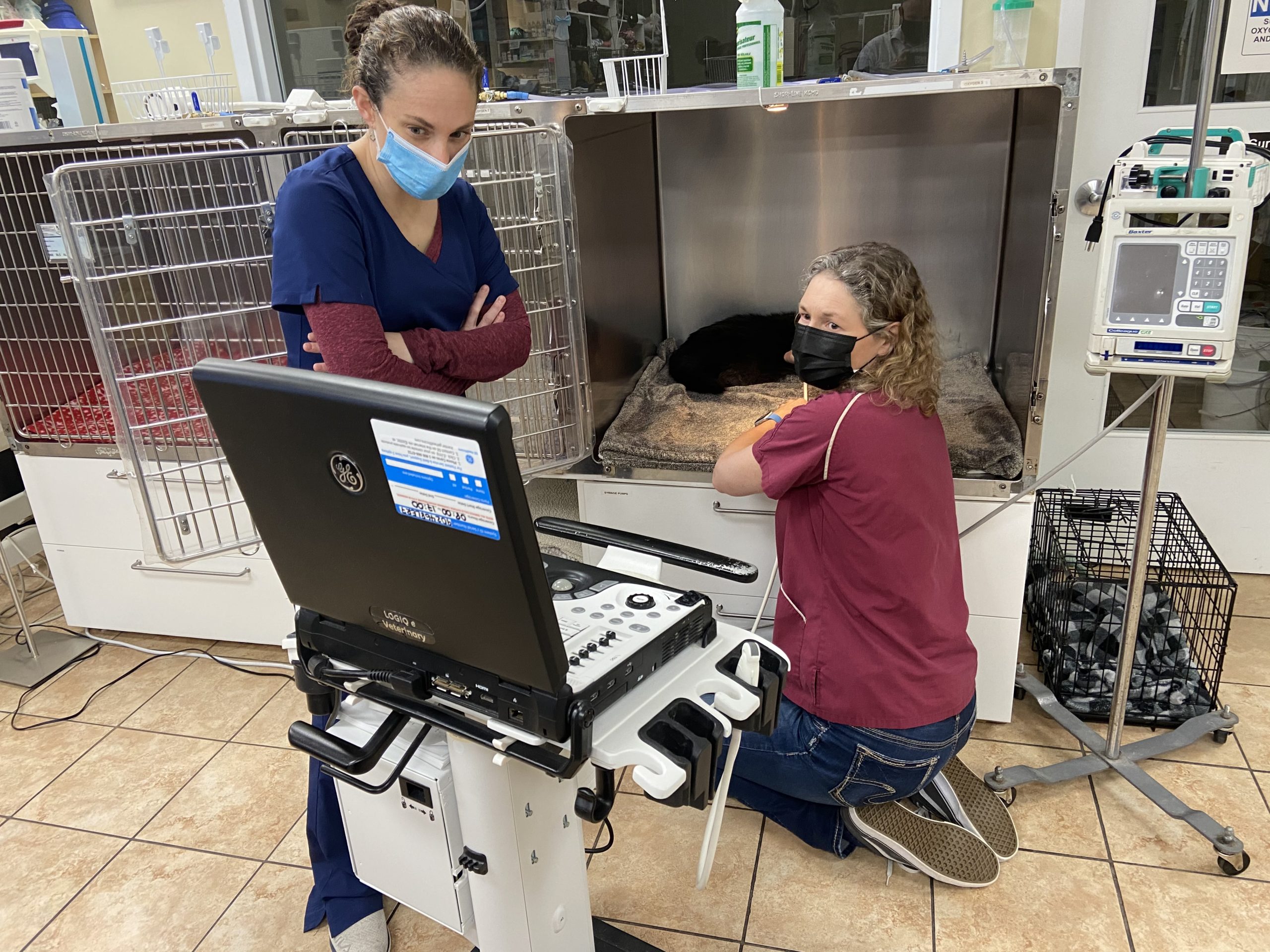 Ultrasound Cat